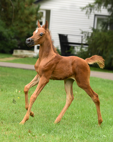 arabian horse foals